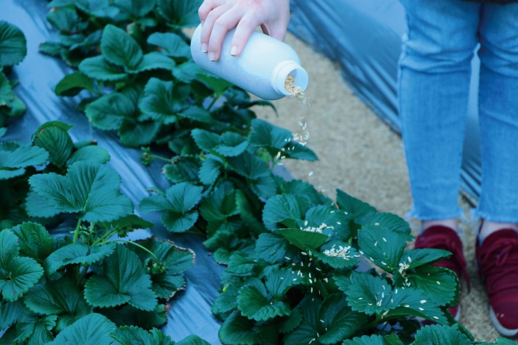 除使用卵片，也可將草蛉幼蟲混合填充物，施灑在作物上。