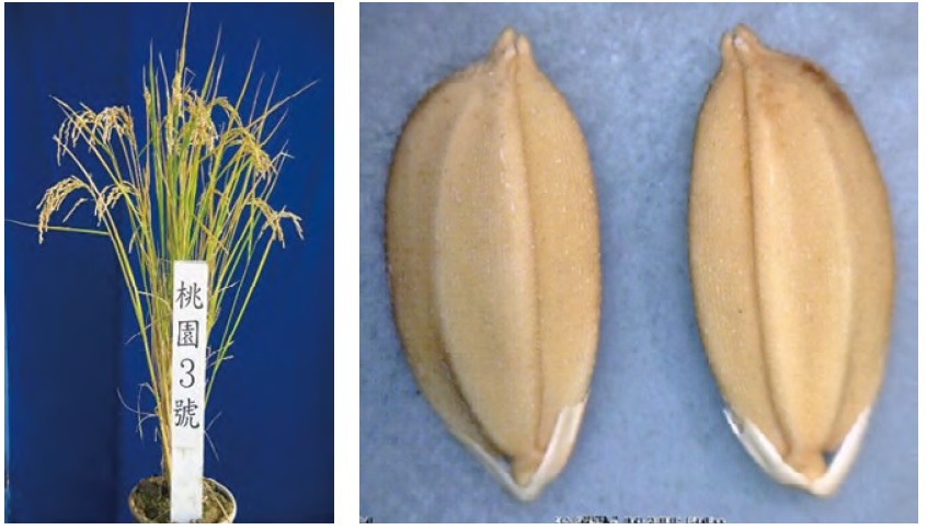 （圖片提供／桃園區農業改良場）