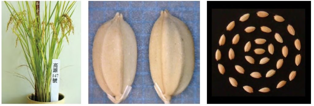 （圖片提供／高雄區農業改良場）