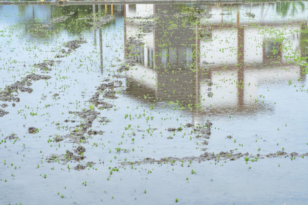 田區水面上的綠色水生植物,是近年令任永旭頭痛的入侵種「粉綠狐尾藻」(Myriophyllum aquaticum)。即使田間管理需面對氣候和各種生物挑戰,他仍堅持友善栽培。