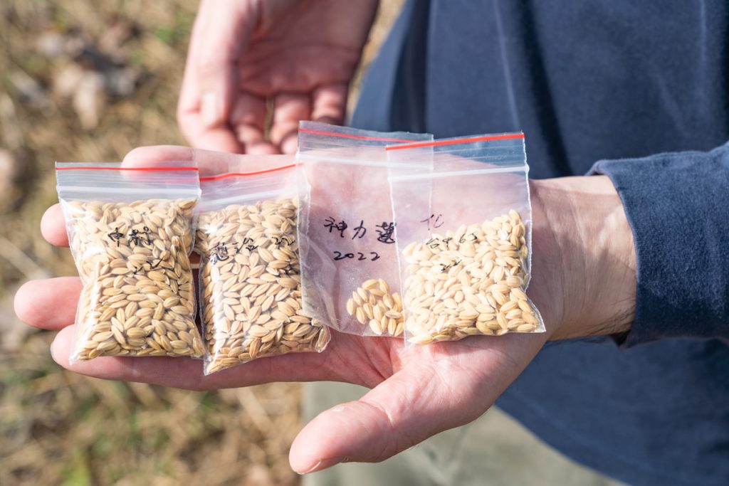 任永旭留存的神治、龜力、臺中65號與中村種稻穀。每年選種、留種,是栽培這些歷史品種必須付出的勞力。