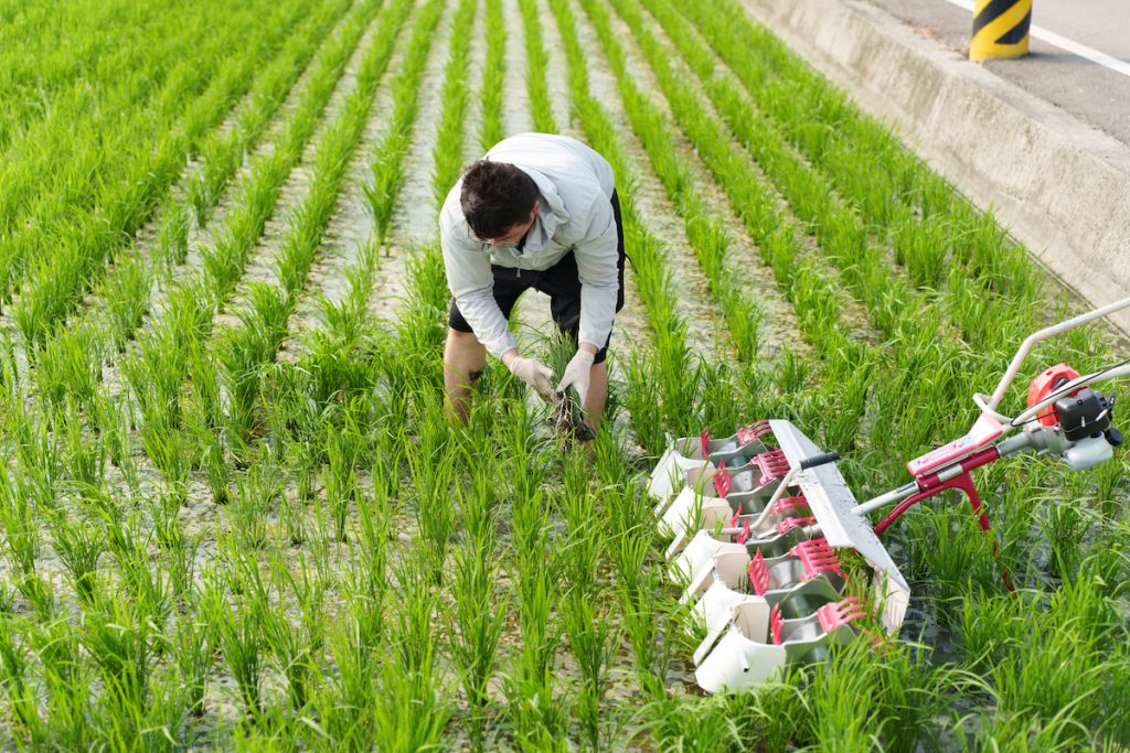 腎食堂透過栽培技術,降低米中蛋白含量。(照片提供/腎食堂)