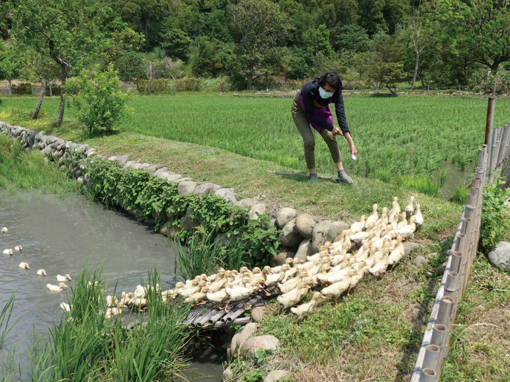 藉由樂聲引導鴨群上下田區。