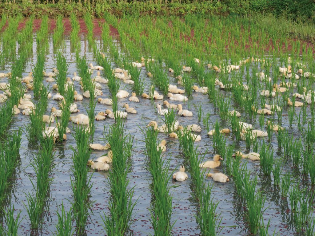 當小稻高於小鴨視野，小鴨足以適應野外生活就可以自由行動了。