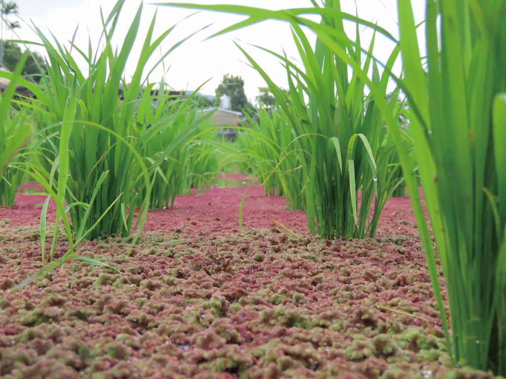 自行繁殖的滿江紅在鴨群行進中覆蓋整個水面抑制雜草。