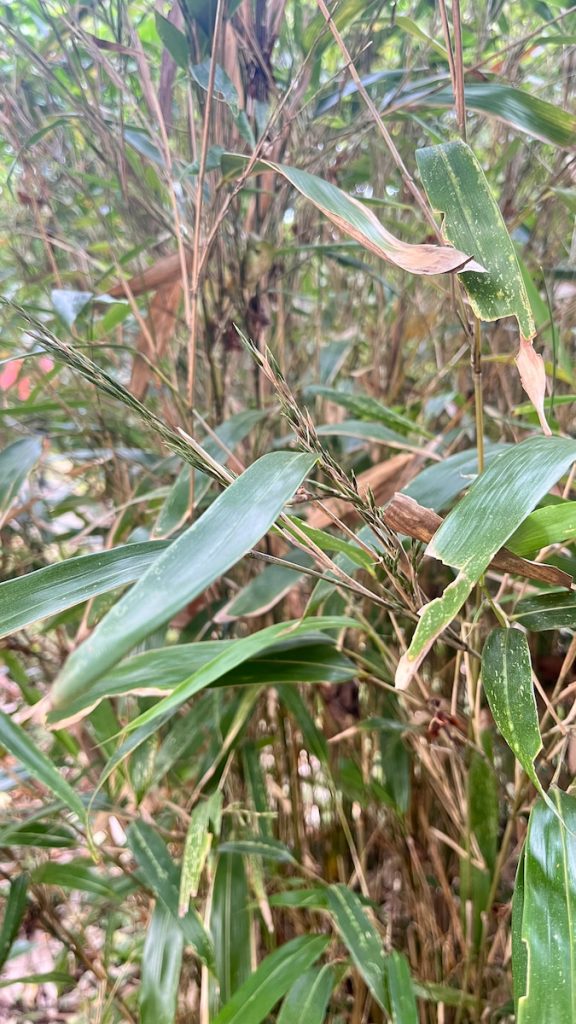 包籜（音同拓）矢竹開花情形。不只內在基因，外在環境也對竹子的開花節奏造成影響，但整體而言竹子開花仍有規律。