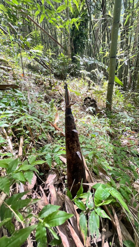 石竹的新生竹筍。竹子生命力強，可藉由無性生殖繁衍生命。