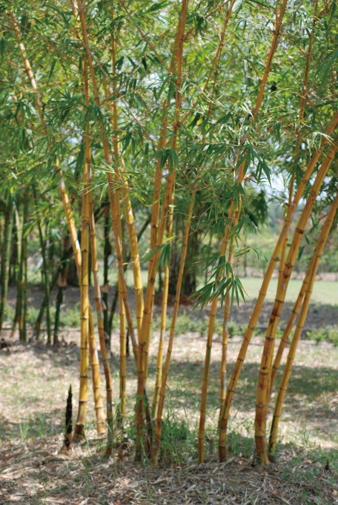 金絲竹開花週期超過150年，長過多數人類的生命週期，要在有生之年見到其開花景象需要運氣。