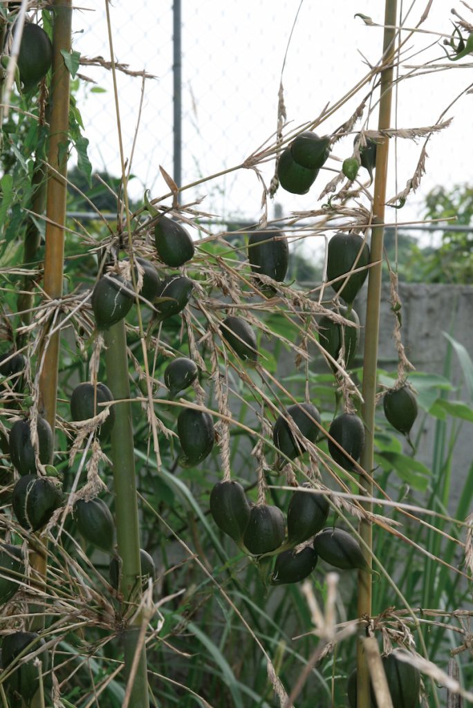 臺灣也可見的梨果竹，其開花週期是竹子中最經典的「世紀之花」模式。