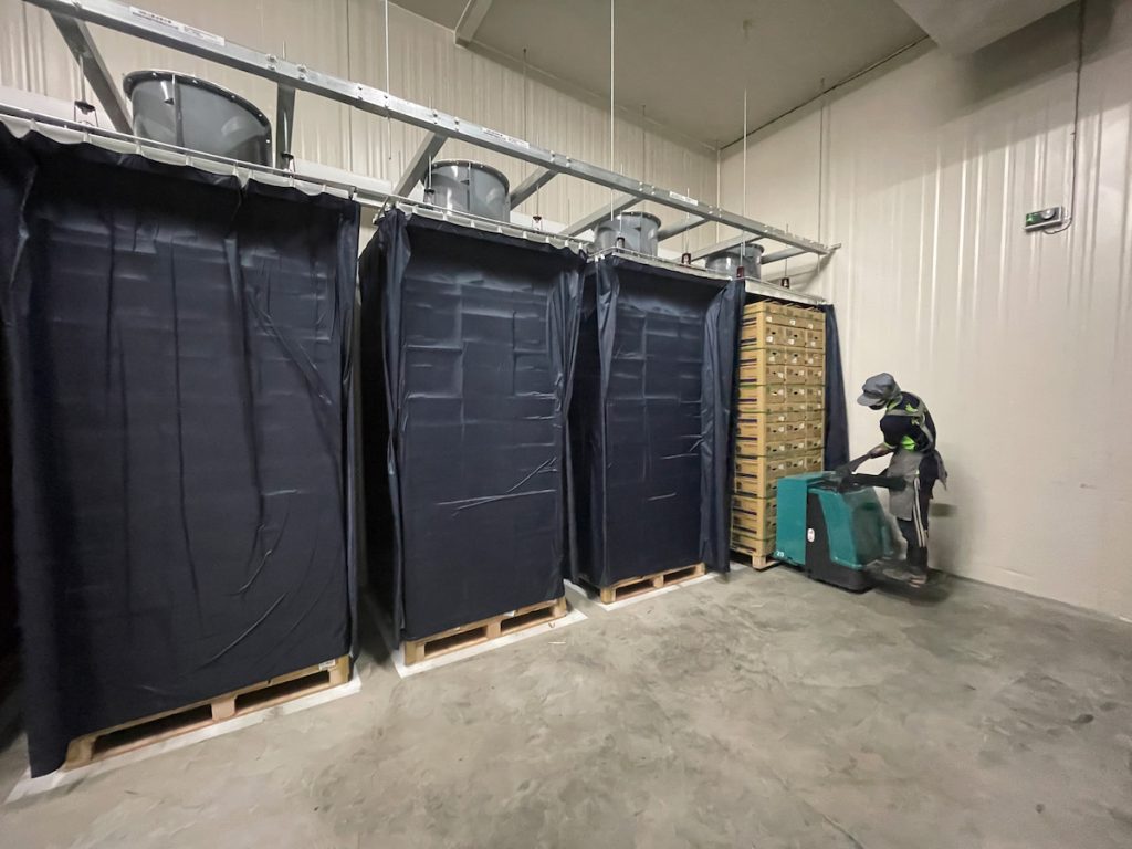 鳳梨採用頂吸式壓差預冷降低果實溫度。(圖片提供╱農業部高雄區農業改良場)