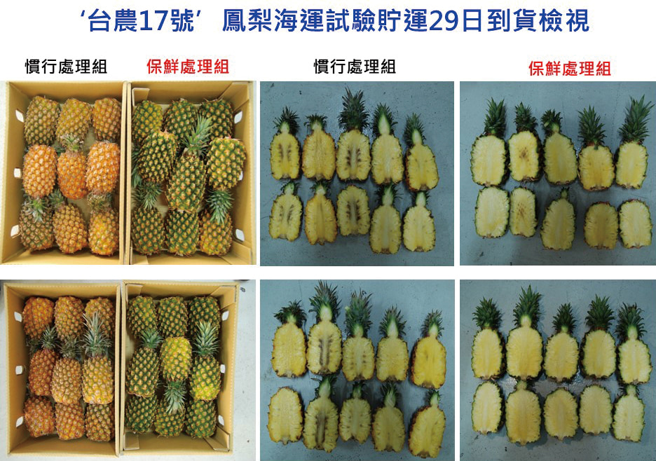 台農17號鳳梨海運試驗貯運29日到貨檢視。(圖片提供╱國立臺灣大學園藝暨景觀學系)