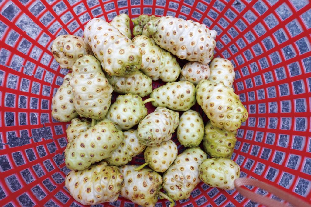 諾麗果外觀不討喜，但營養價值極高。