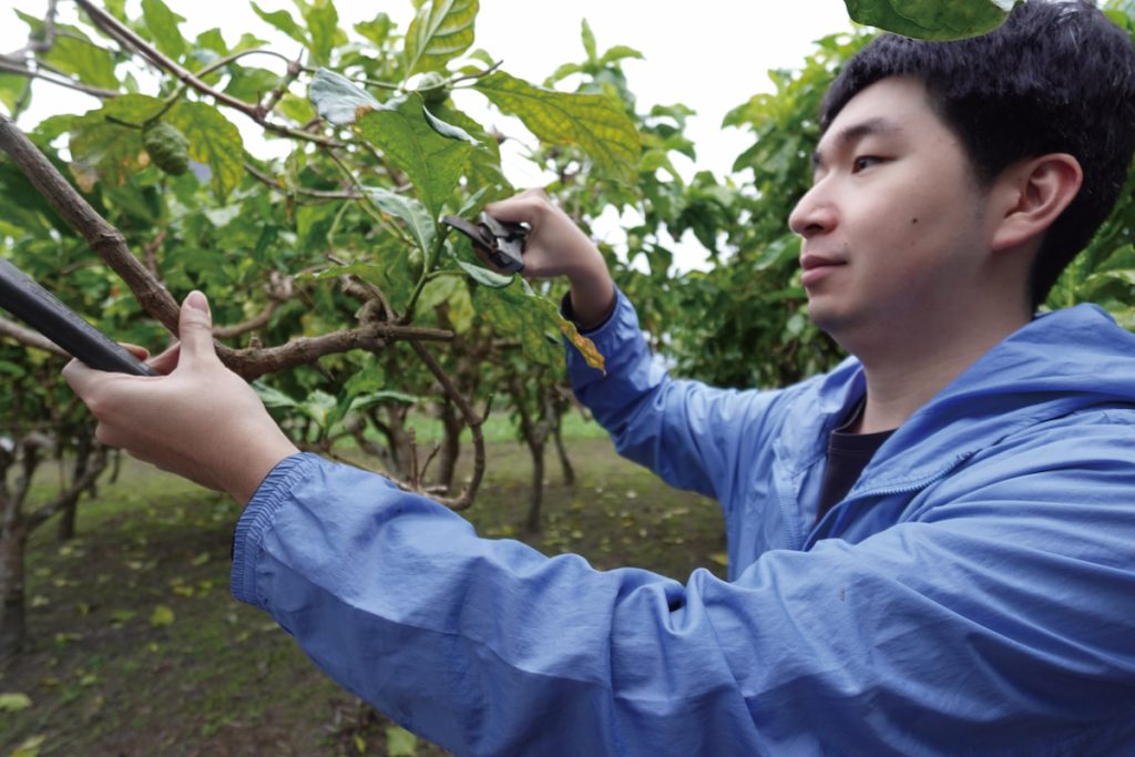 林書德運用科學修剪技術，精準調控果樹生長，維持最佳生長態勢。
