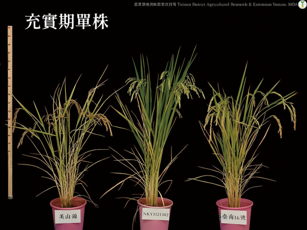 酒米新品種「臺南21號－南藏」（中）與母本「美山錦」（左）相比，抽穗期延後、產量更穩定。