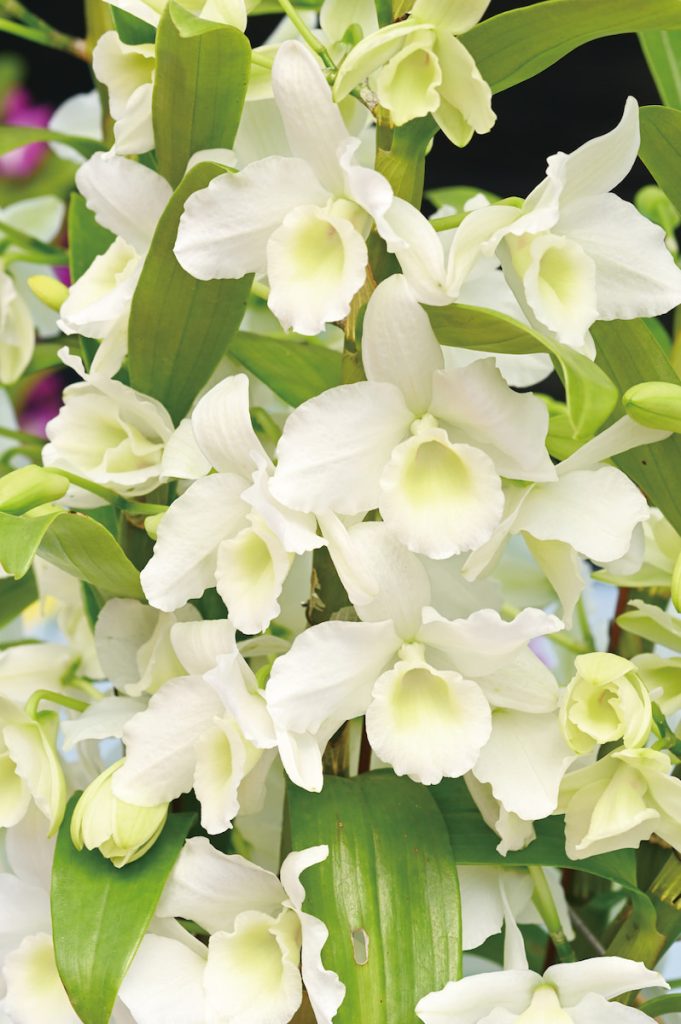 層層排列的春石斛花綻放,彷彿在枝條上串起一串輕盈的春日燈籠。