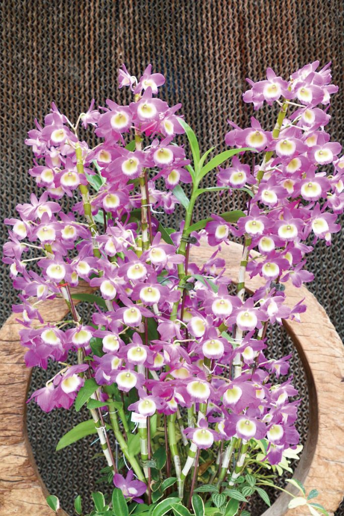 春石斛花朵色彩飽滿,在綠葉襯托下顯得格外醒目。