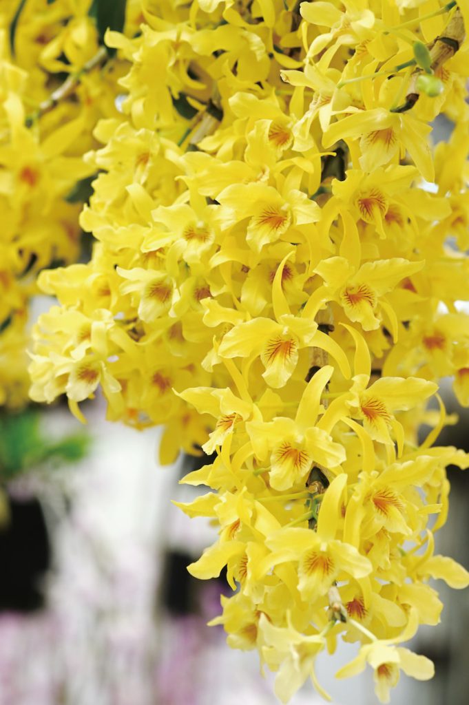 花瓣邊緣略帶波浪狀的春石斛品系,花形更加立體,觀賞性十足。