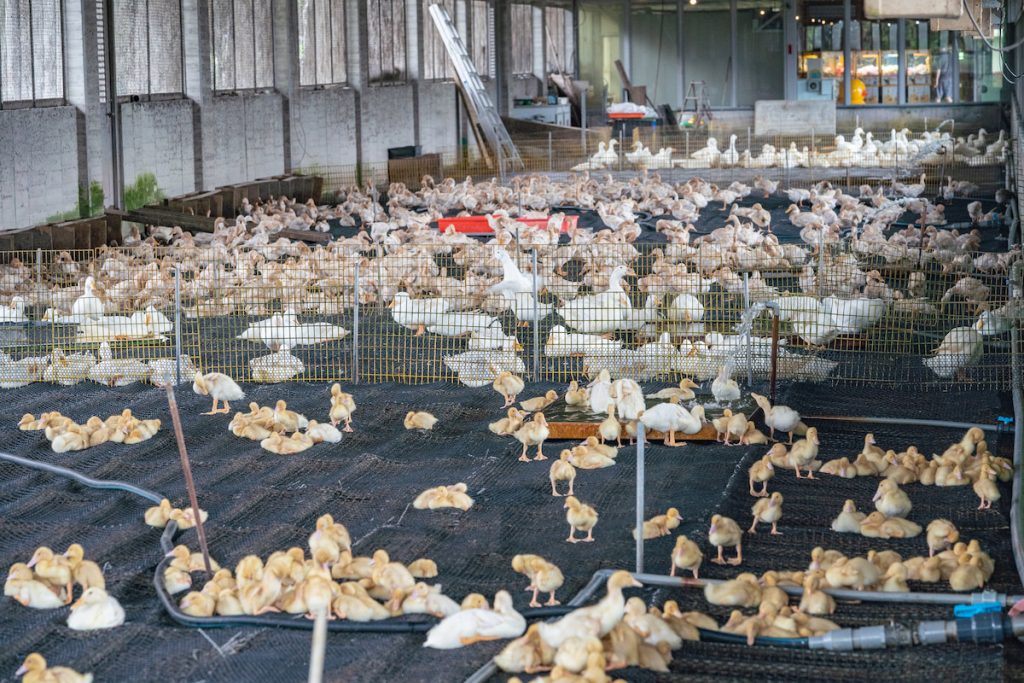甲鳥園轉型傳統飼養模式，櫻桃鴨在寬敞潔淨空間育成。