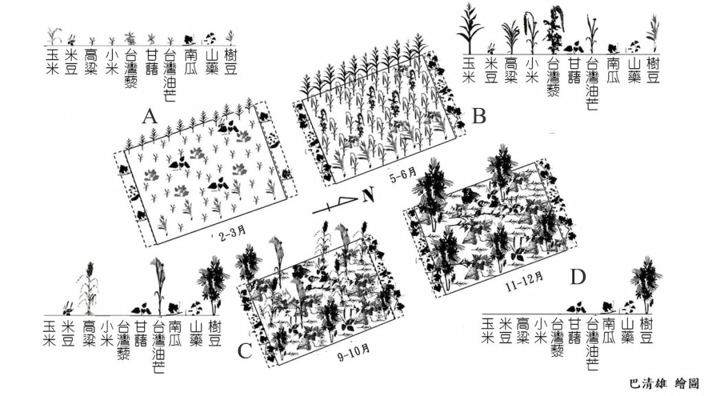 小米混種田內各類作物消長的時空配置。A是播種季節,B是各作物生長期;在C期玉米、小米與臺灣藜已採收,D期田間只剩下甘藷、南瓜、山藥與樹豆。