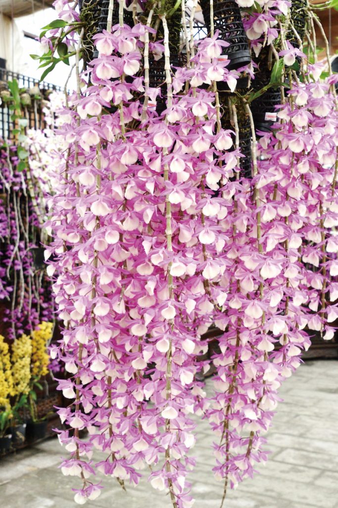 淡粉色春石斛垂掛盛開,呈現出春日柔和而輕盈的氣息。