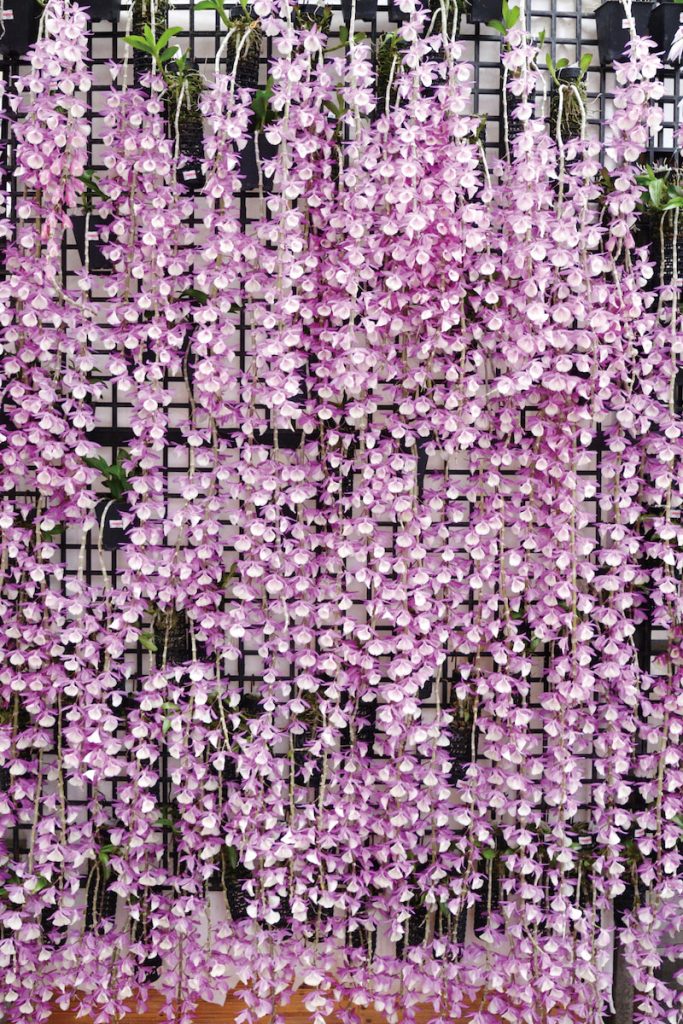 垂枝性的石斛美得如花瀑布一般。