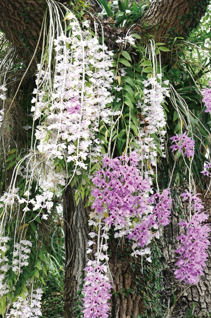 天宮石斛與麝香石斛