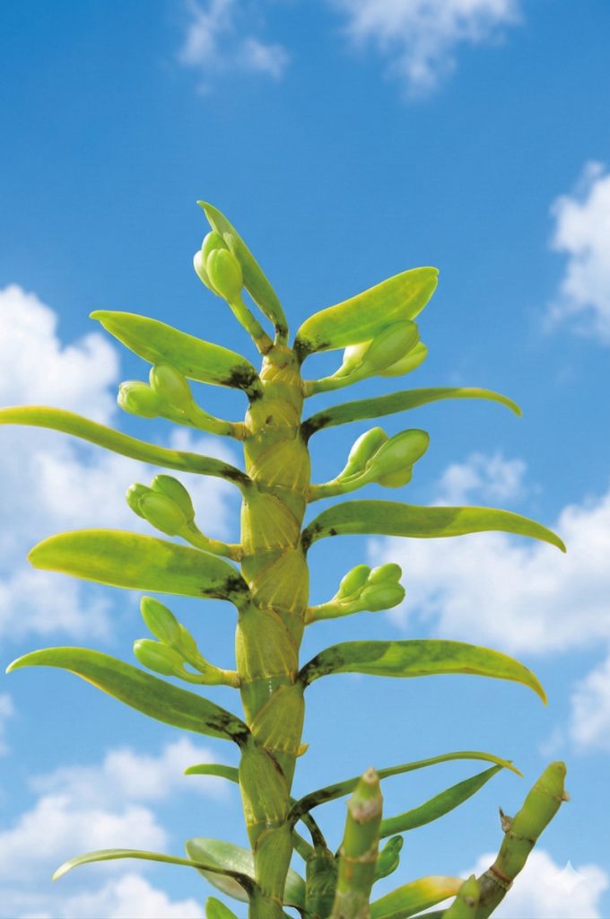 春石斛花苞生長位置。