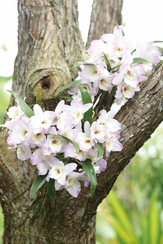 春石斛可以附生在不會脫皮的樹幹上,如白千層、九芎等就不適合。