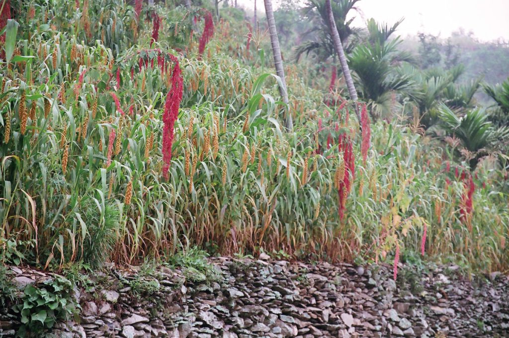 混作栽培,是將不同的作物在一年當中混種於同一塊田之內。( 圖片提供╱Rungudru Pacekele)