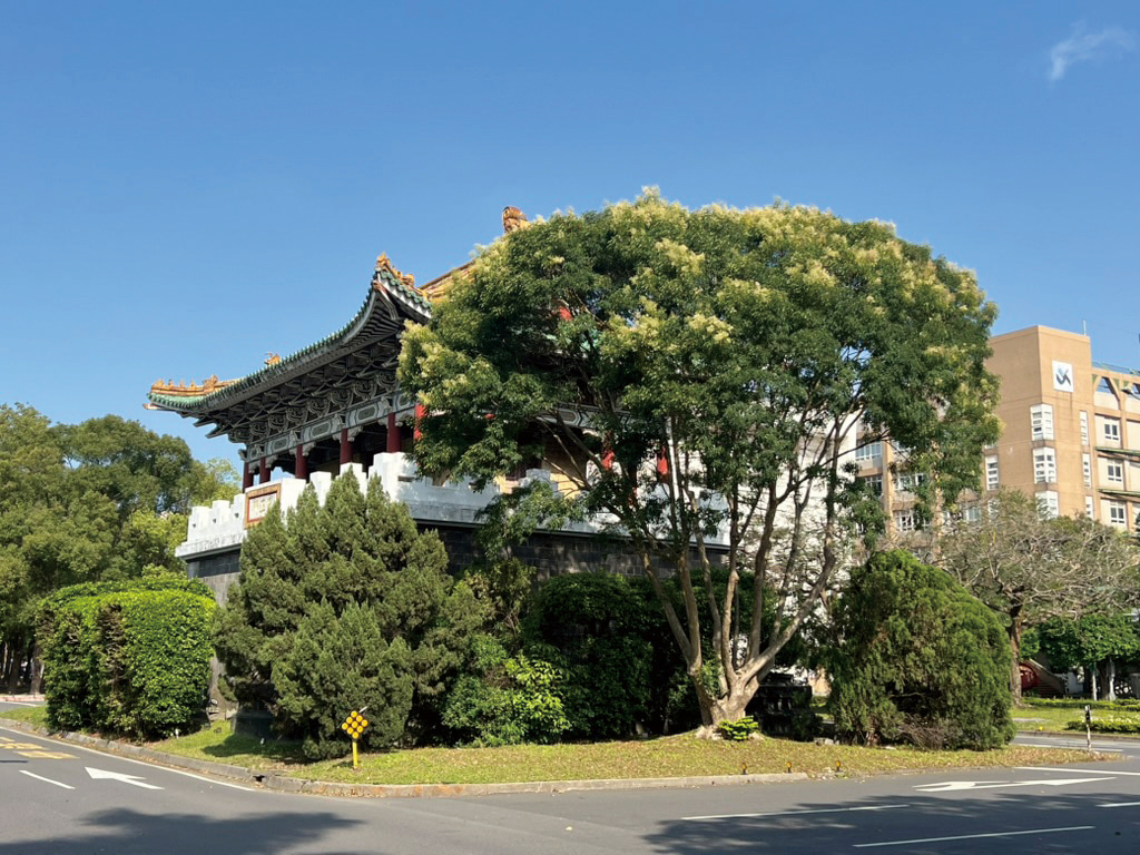 臺北南城門古蹟東側的美麗光蠟樹,栽種時間應在一九八O年代後。