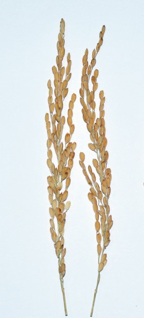 臺南16號為臺版越光米，透過分子標誌輔助選種而得。