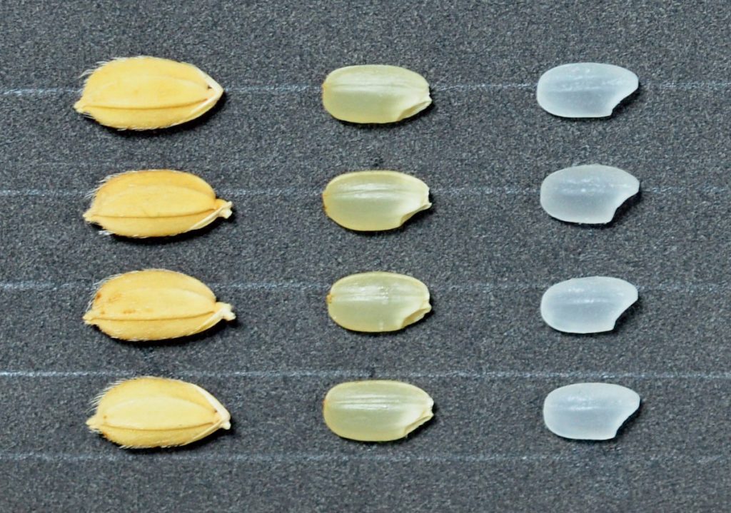 臺南16號保留越光米的優點，育種過程改善越光米在臺早熟又減產的問題。