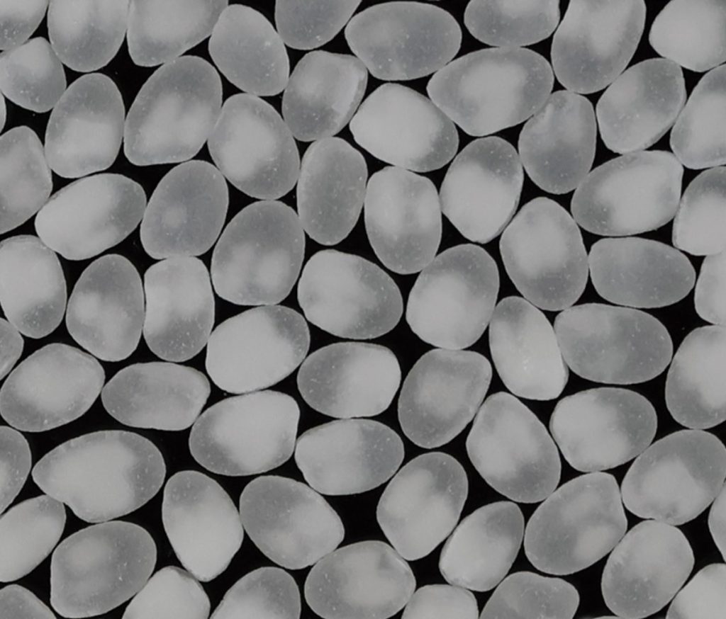 臺南21號心白大,是非常理想的酒米(圖片提供╱陳榮坤)