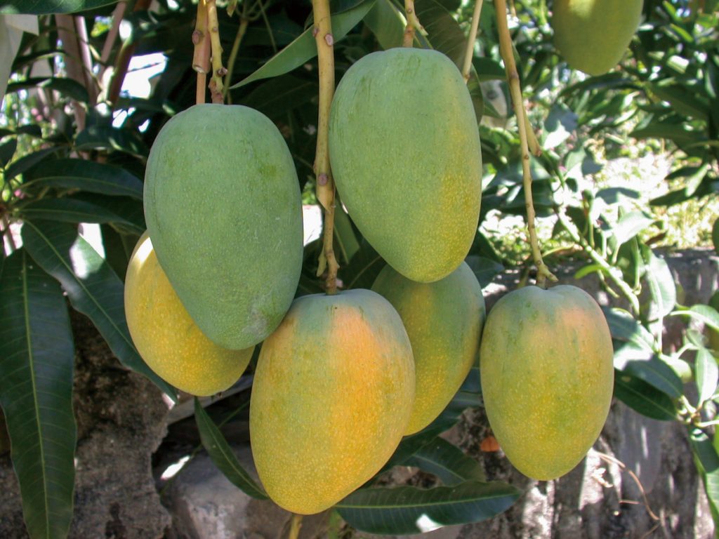 夏雪未成熟果皮為綠色,成熟時轉黃。