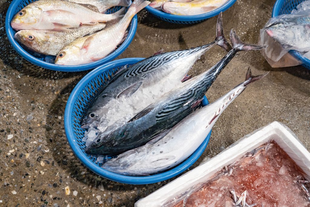 新鮮的煙仔虎適合做成熟成生魚片。