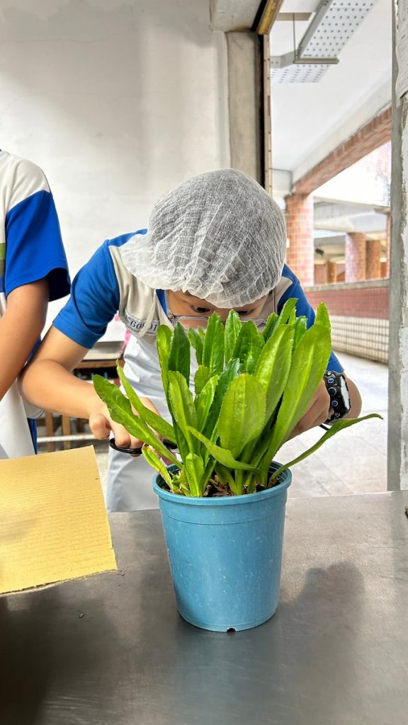 秀峰國小老師們帶著孩子把菜種在花盆裡，可以就近照顧與觀察。（圖片提供／楊蕊萍）
