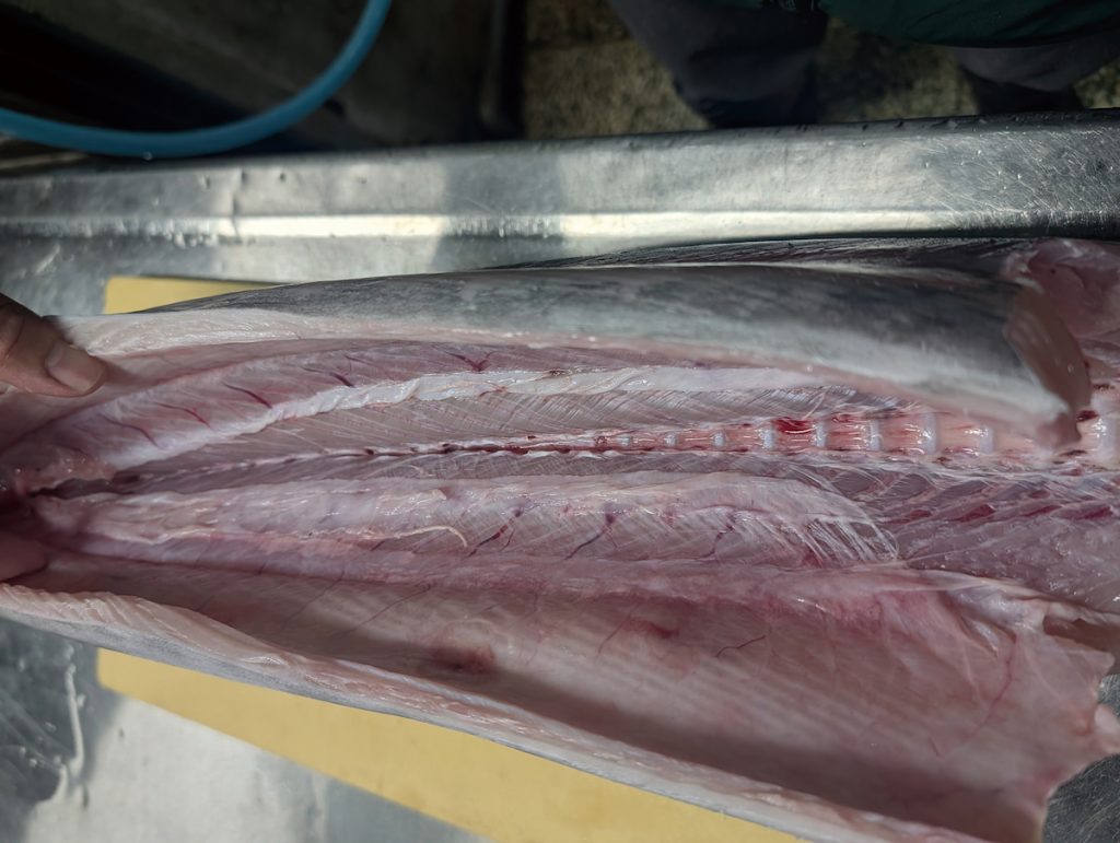 快速活締鮮魚、放血、去內臟，是熟成成功的必備條件。