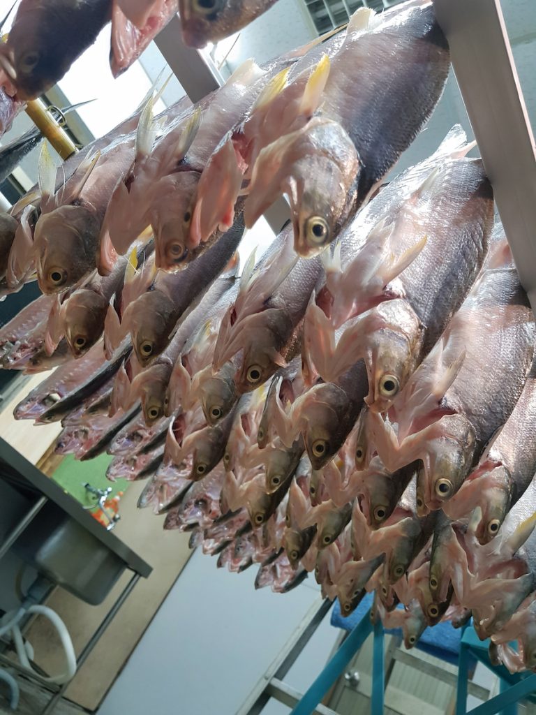 整排的午仔魚一夜干正在風乾。
