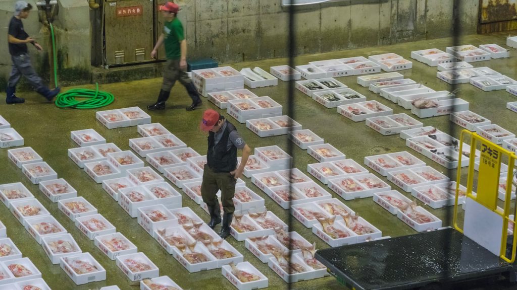 凌晨忙碌的長濱鮮魚市場。