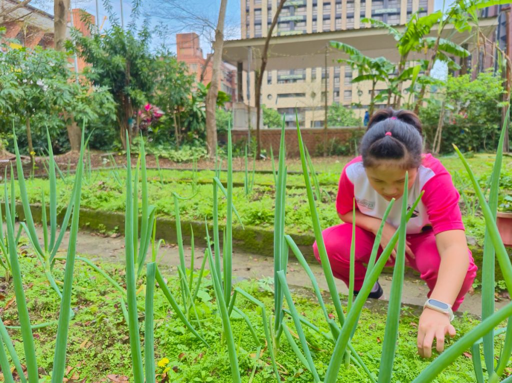 新北市秀峰國小校內種有蔬果。(攝影/萬蓓琳)
