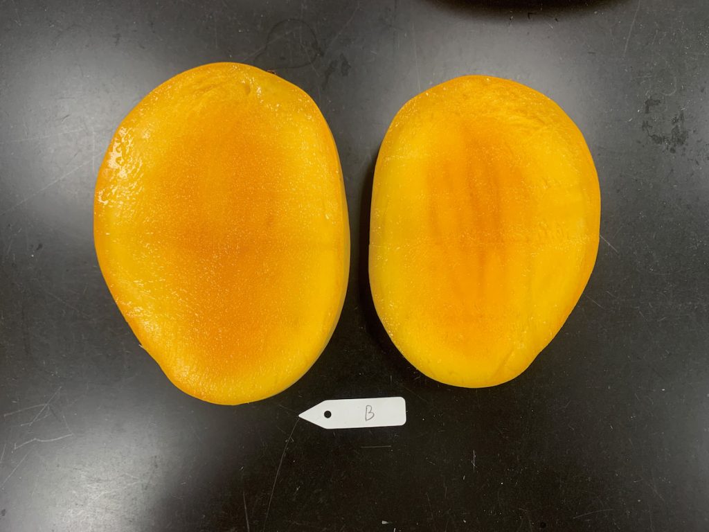 夏雪果肉質地細緻,顏色為黃色至橙黃色。