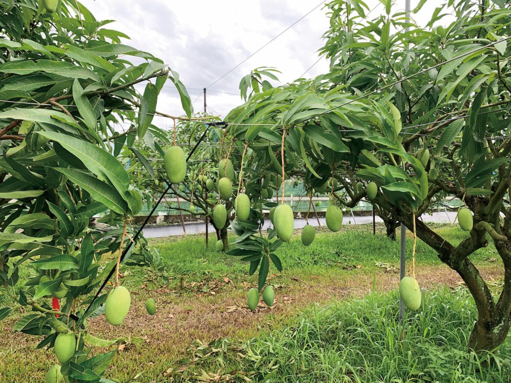 夏雪具良好開花著果特性。