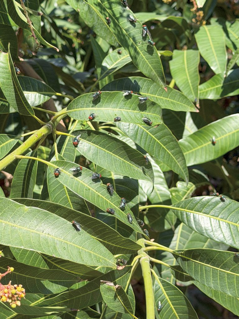 芒果為漆樹科,授粉需靠麗蠅。