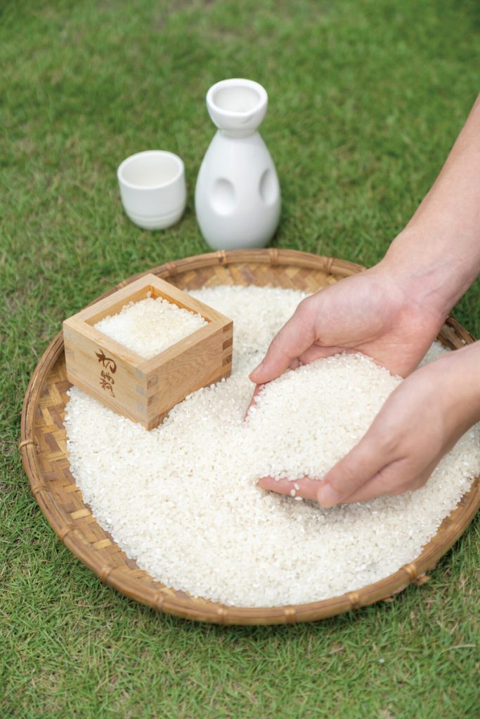 清酒的原料米來源可分為食用米及酒米。(攝影╱謝佩穎)