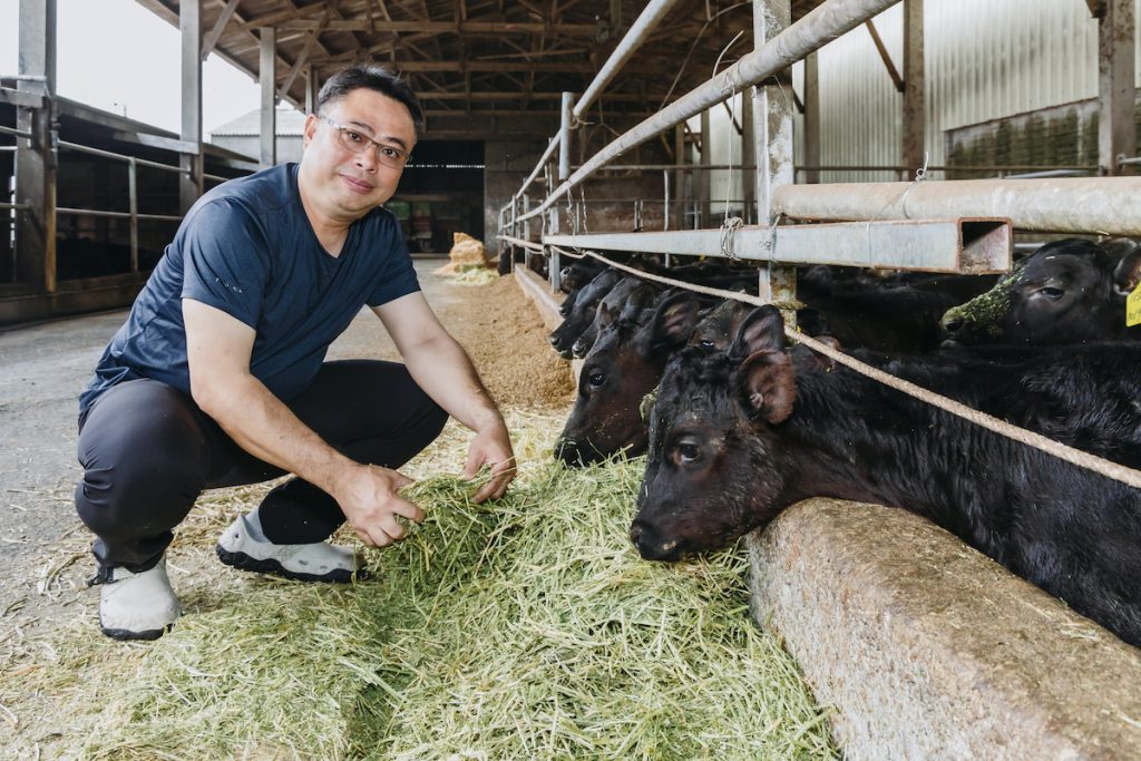 芸彰牧場飼養超過兩百頭牛。