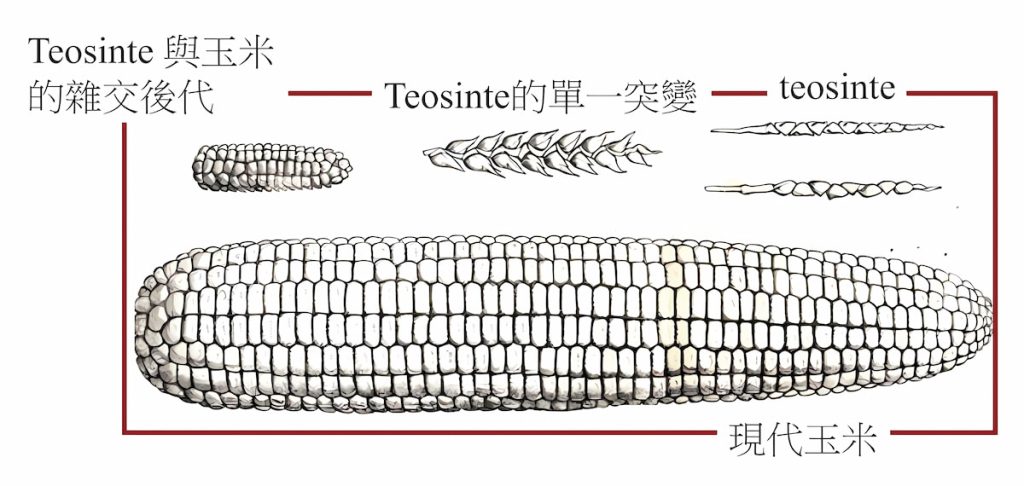 現代玉米是由大芻草（Teosinte）演變而來（圖片提供╱莊汶博）