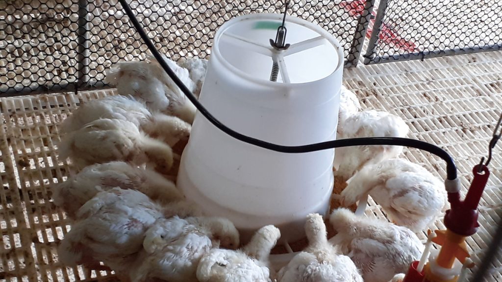 白肉雞雛雞(左)及正在採食含有未脫脂黑水虻蟲粉飼料的白肉雞(右)。