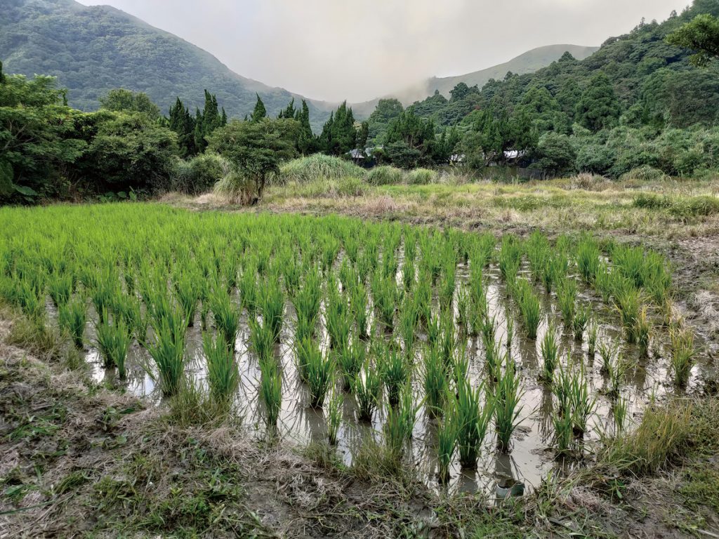 種於陽明山竹子湖的中村種，為全臺蓬萊米的先驅。（圖片提供／周麗雲）