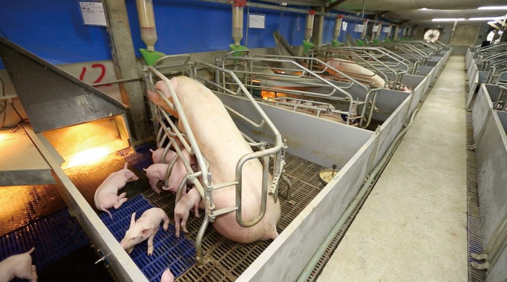 祥圃養豬場採用自由夾欄，兼顧動物福利與生產管理的畜牧設備，允許懷孕母豬在狹欄（2x0.6公尺）與群養區之間自由進出。（圖片提供╱祥圃企業）