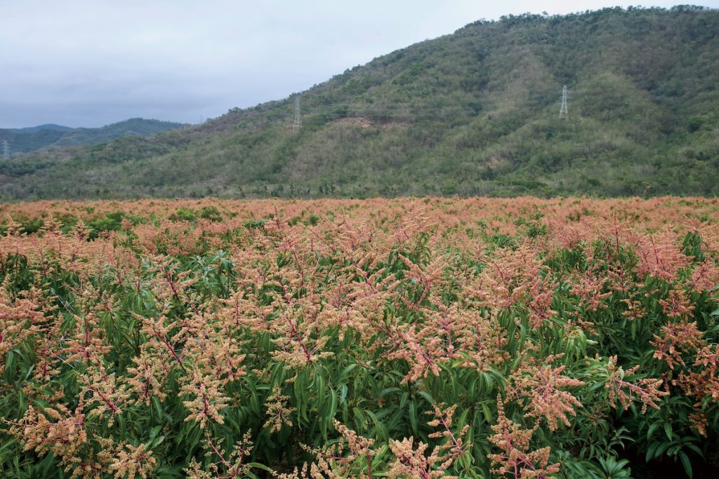 屏東南迴公路枋山芒果花盛開。開花盛況有時不等於結果有些掠食者,會連植物種子都吃掉。圖為藍樫鳥。 豐收,除了天氣因素,也可能是掠食者飽和機制。